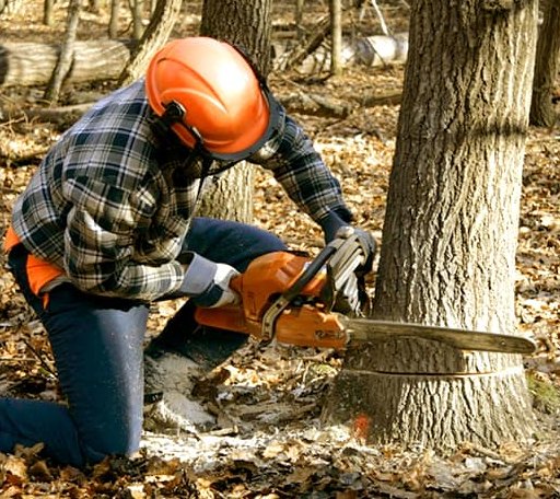 Tree Removal in Blue Ridge, GA